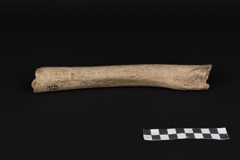 Oberschenkelknochen eines männlichen Neandertalers aus der Hohlenstein-Stadel-Höhle in Deutschland. 