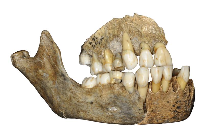 Oberkieferknochen eines Neandertalermädchens aus der Scladina-Höhle in Belgien. 