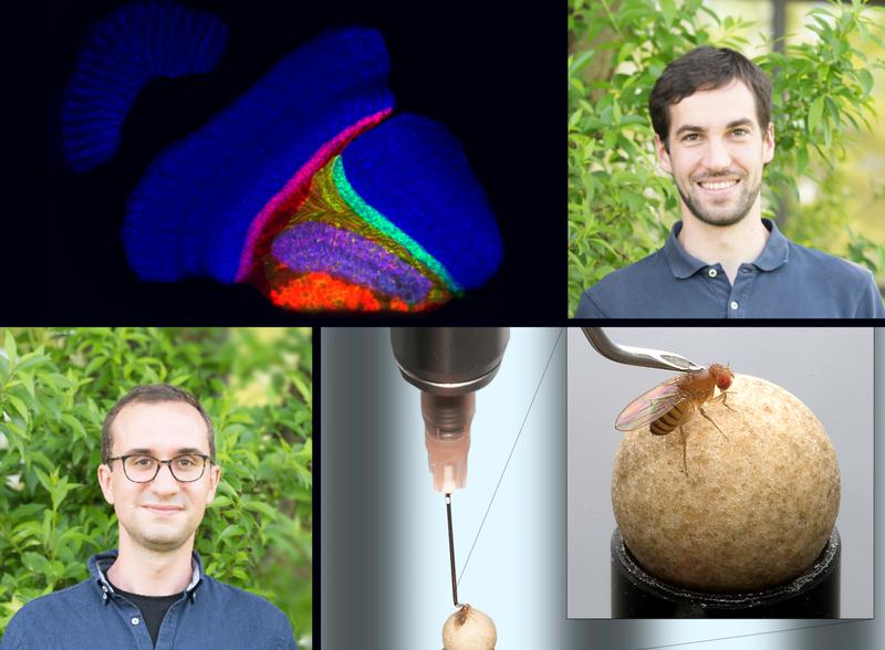Ausgezeichnete Forschung: Georg Ammer (rechts oben) und Aljoscha Leonhardt (links unten) untersuchen das Sehsystem der Fruchtfliege