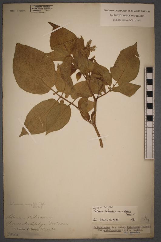 Solanum tuberosum herbarium specimen collected in the Chonos Archipelago, Chile, by Charles Darwin on the voyage of the “Beagle”. 