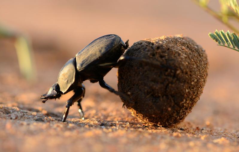 A ball-rolling dung beetle (Scarabaeus lamarcki) is navigating through the South African savanna.