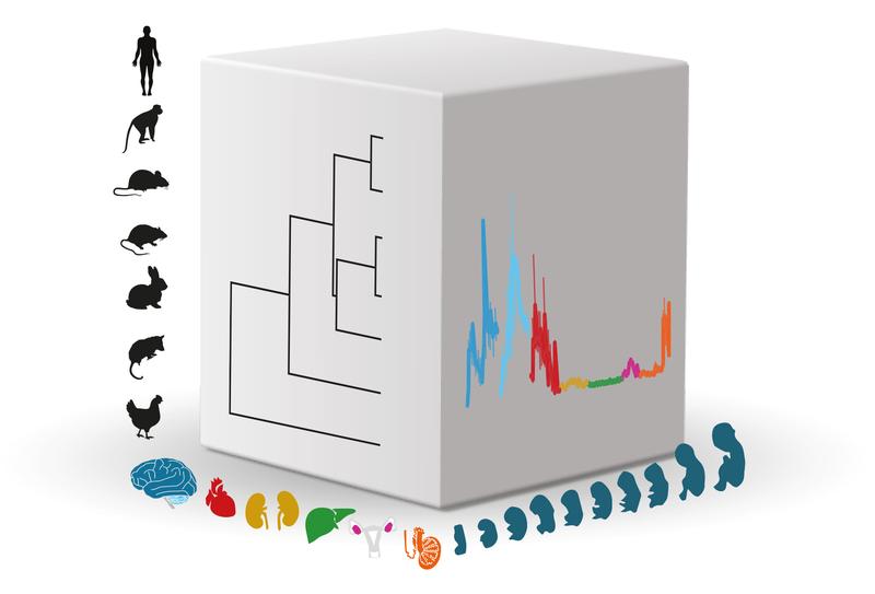 The research group of Prof. Dr. Henrik Kaessmann investigated the activity (expression) of genes across mammalian organ development. 