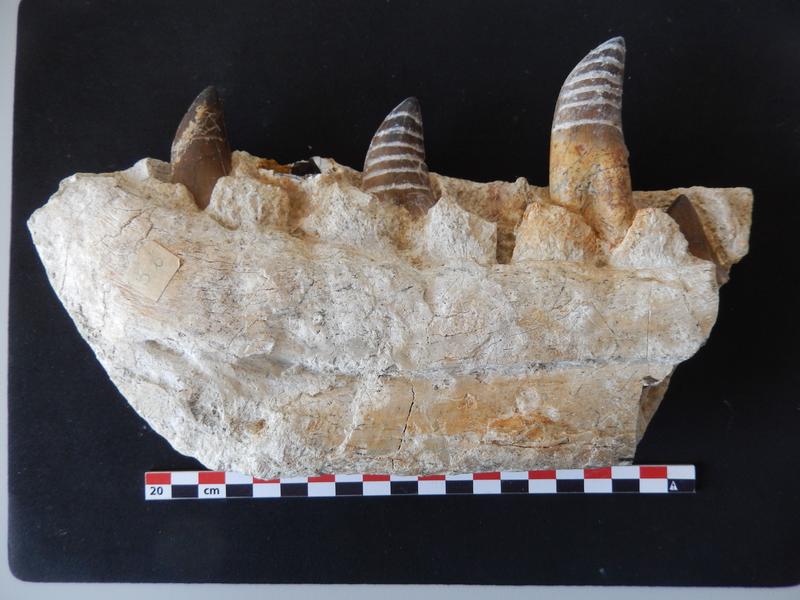 Fragment eines beprobten Tarbosaurus-Unterkiefers mit Zähnen (weiße Streifen auf Zahnschmelz). 
