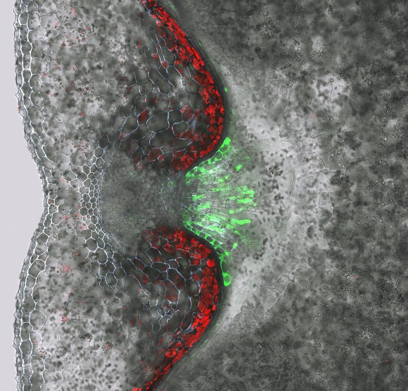 Aktivität des Jekyll-Promoters visualisiert durch Jekprom: GFP (grünes Signal). 