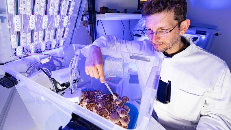 Dr. Arne-Jens Hempel von der Professur Regelungstechnik und Systemdynamik entnimmt eine Probe einer im Speziallabor für vernetzte Agrarsysteme an der TU Chemnitz gezüchteten Pilzkultur. 