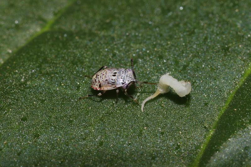 Die Nymphe einer Geocoris-Wanze attackiert eine winzige Tabakschwärmerraupe, die gerade erst aus dem Ei geschlüpft ist.