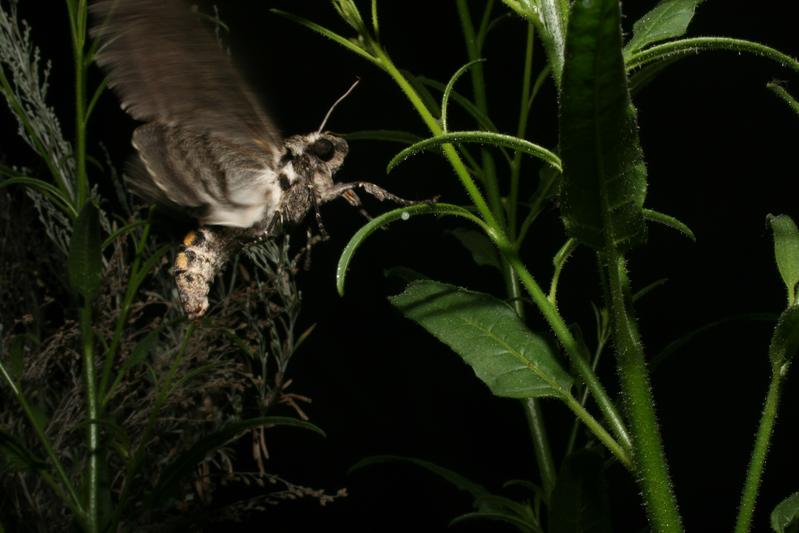 Ein Tabakschwärmerweibchen (Manduca sexta) legt ein Ei auf ein Blatt des wilden Tabaks Nicotiana attenuata.