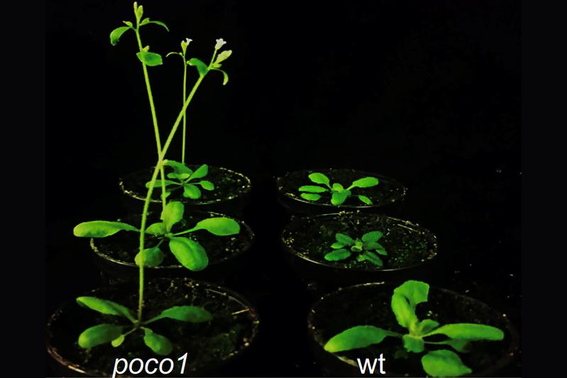 Compared with the wild types, Poco1 plants (left) have clearly started to flower earlier.