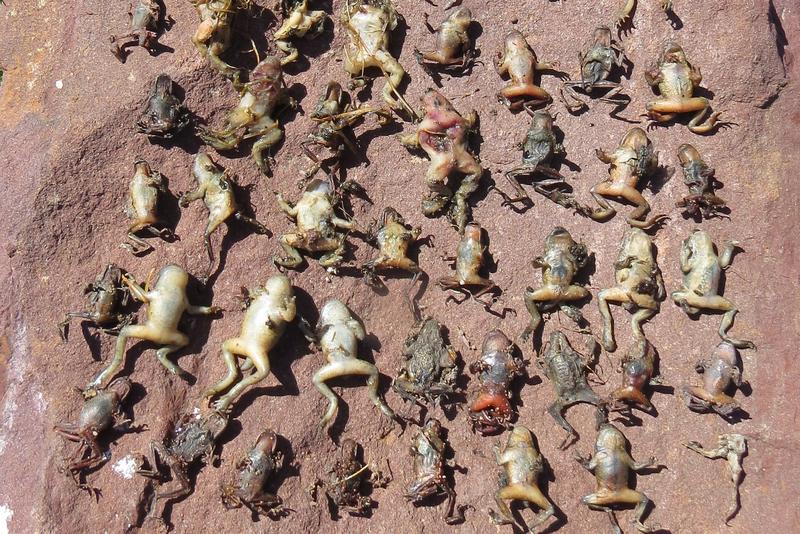 Massensterben einer alpinen (Pyrenäen) Population der Gemeinen Geburtshelferkröte (Alytes obstetricans), die durch eine Chytridpilz-Epidemie (Batrachochytrium dendrobatidis) verursacht wurde. 