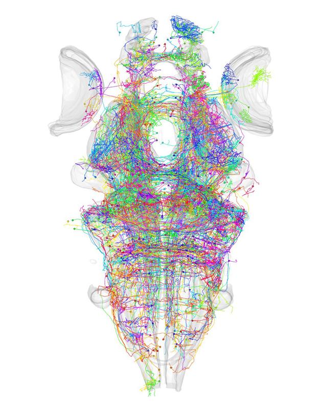 Neurobiologen veröffentlichen den ersten, interaktiven Zellatlas für das Gehirn von Zebrafischen. 