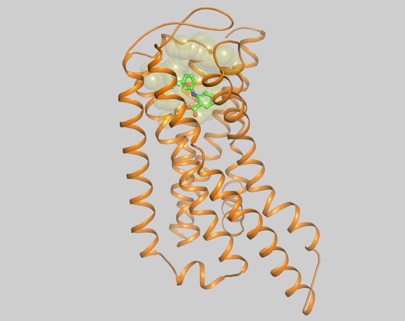 Modelldarstellung des Bitterrezeptors TAS2R14 mit Aktivator (Ligand) Flufenaminsäure 