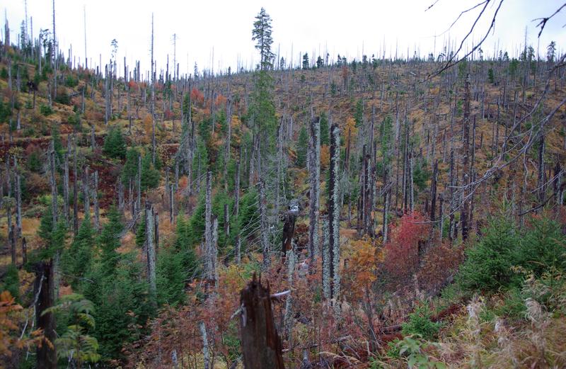 In natürlichen Wäldern wie dem Nationalpark Bayerischer Wald verursachen Borkenkäfer keine Schäden. Für Wissenschaftler ist dies der ideale Ort, um die Tiere und deren Einfluss zu erforschen.