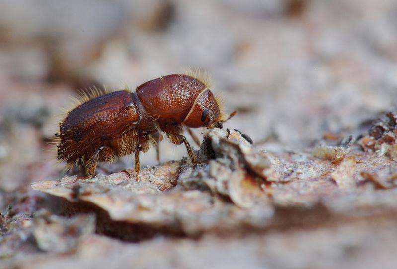 The European spruce bark beetle is a formidable insect in German timberlands. The bark beetle species is capable of killing large spruce populations in a short period of time.