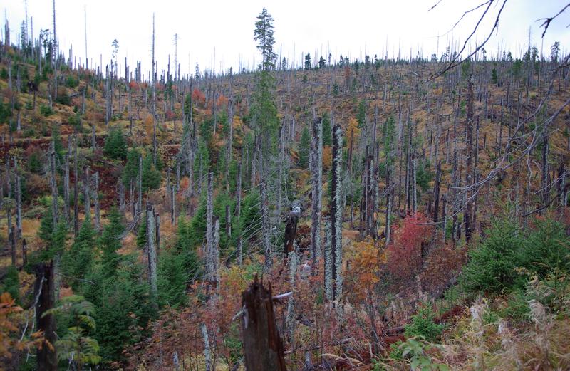 Bark beetles do not cause damages in natural forests such as the Bavarian Forest National Park. It is the ideal environment for scientists to study the insects.