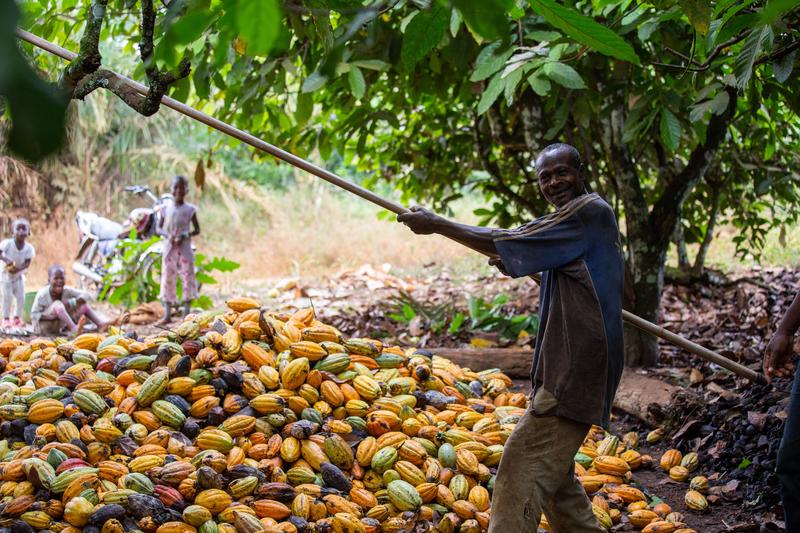 Landarbeiterin im Kakaosektor der Elfenbeinküste
