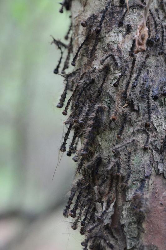 Ausbruch des Schwammspinners in Kroatien 2013: Zu erkennen sind die Larven, die an der Pilzinfektion verstorben sind; sie sitzen typischerweise mit dem Kopf nach unten hängend an der Rinde der Bäume.