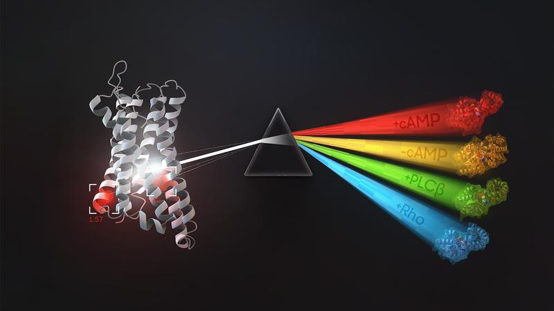 Die Grafik zeigt, welche G-Proteine an bestimmte G-Protein-gekoppelte Rezeptoren (GPCRs) binden und wie diese wiederum mit Signalereignissen zusammenhängen