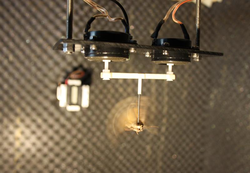 Der Versuchsaufbau zeigt, wie der Nachtfalter über eine starre Struktur mit den Membranen der Lautsprecher verbunden ist, welche die Flugkraft der Tiere in ein elektrisches Signal umwandeln.