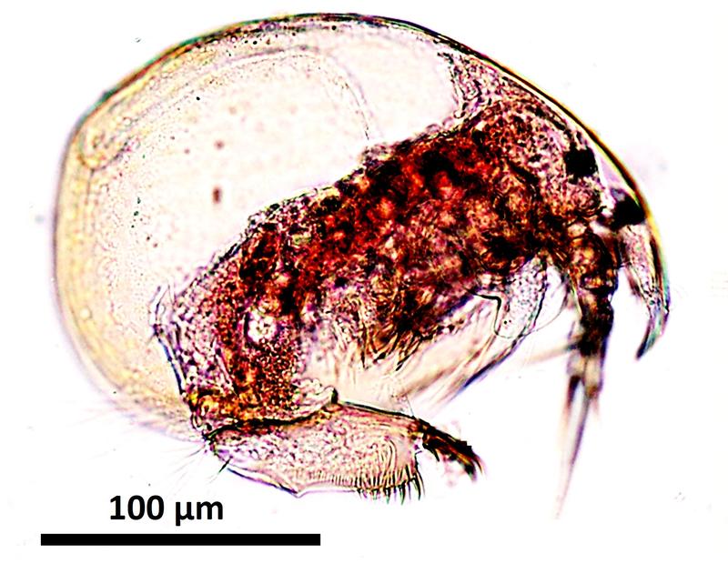 Der wiederentdeckte und neubeschriebene Wasserfloh Rhynchotalona latens.