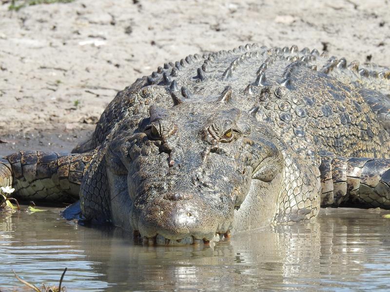 Saltwater crocodiles. Photo: Yusuke Fukuda 