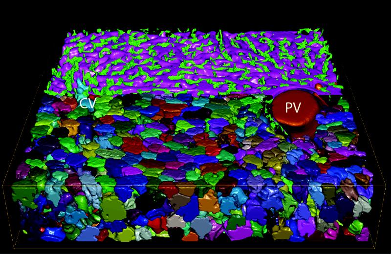 Reconstruction of the main structures forming the liver lobule: Central (CV) and Portal veins (PV), sinusoidal (magenta) and bile canaliculi (green) networks, and hepatocytes (random colours).