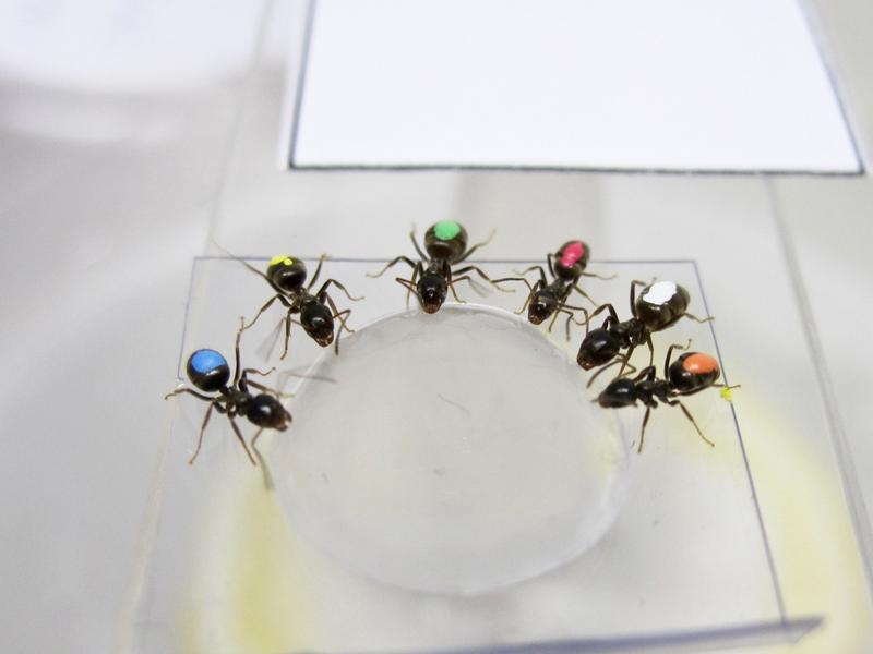 Ameisen bei der Nahrungsaufnahme