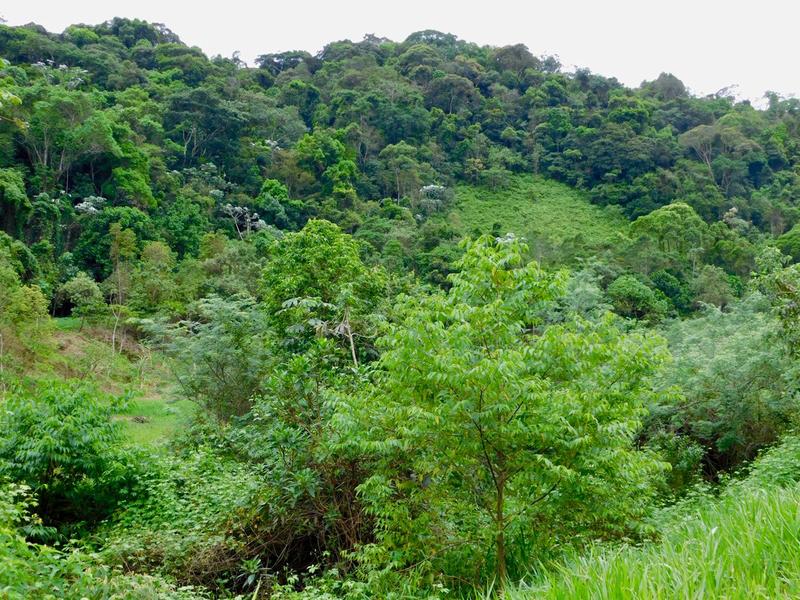 Projekt zur Renaturierung des ursprünglichen Regenwaldes in Brasilien in der Reserva Ecologica Guapiacu im Bundesstaat Rio de Janeiro. 