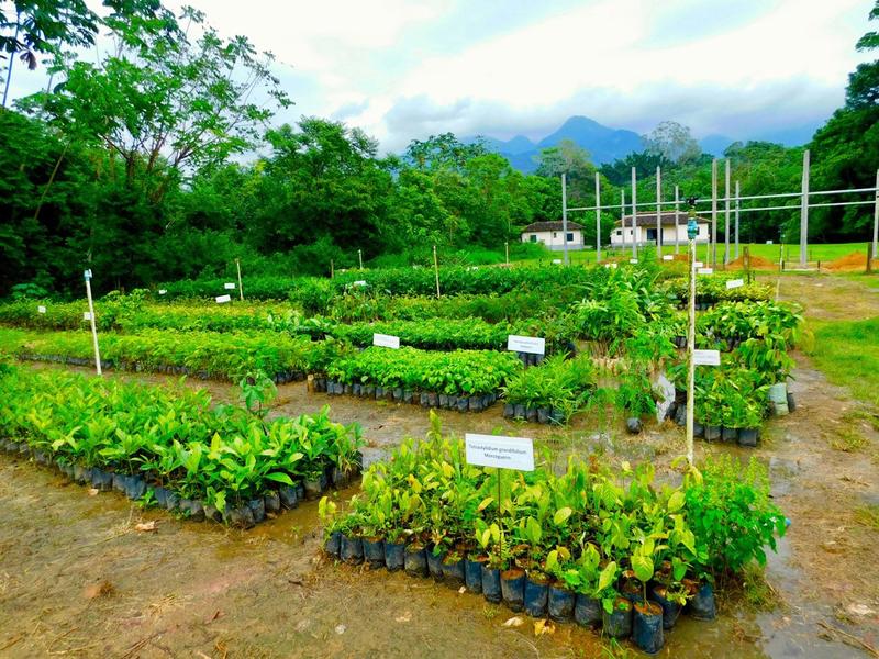  Baumschule in der  Reserva Ecologica Guapiacu im Bundesstaat Rio de Janeiro, Brasilien