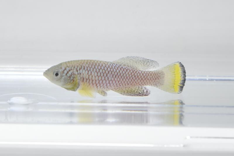 The African Killifish (Nothobranchius furzeri) lives only a few months. 