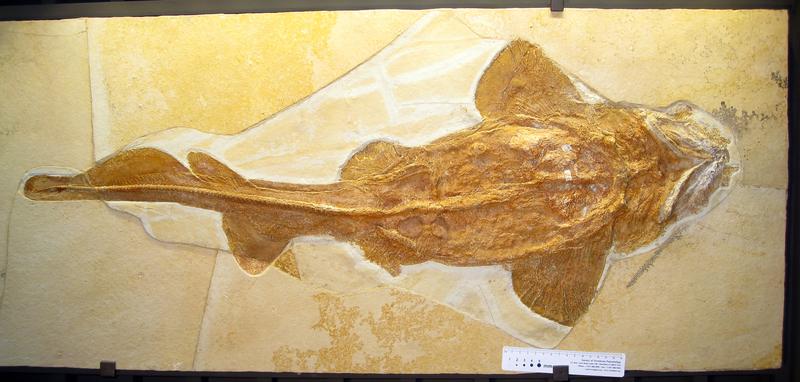 Fossiles Skelett des knapp einen Meter großen Palaeocarcharias stromeri aus dem Jura-Museum Eichstätt.