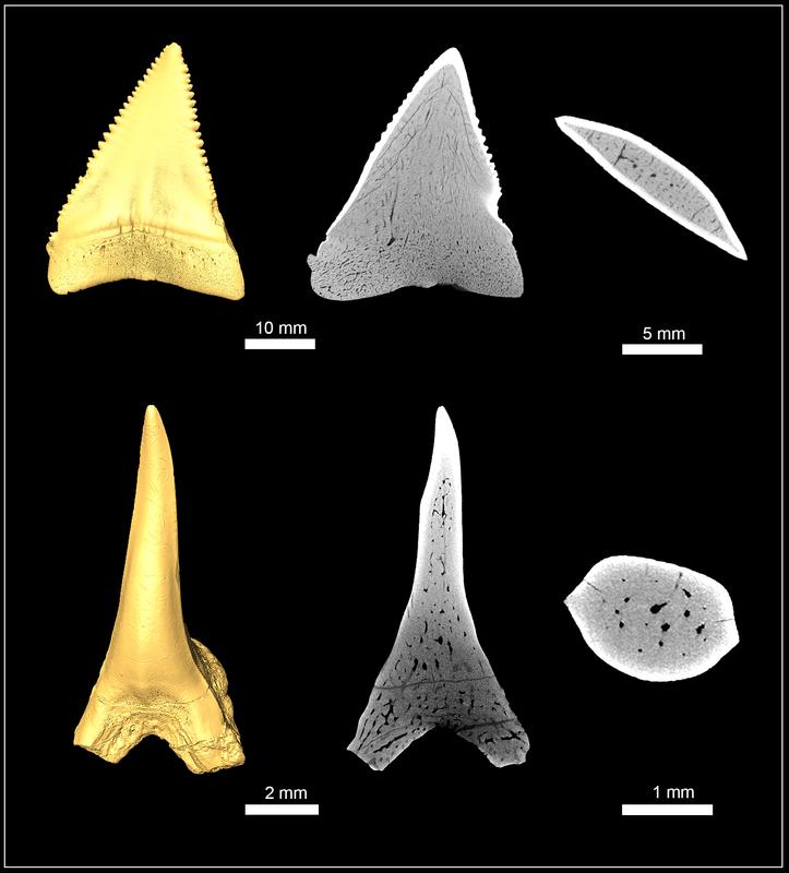 Hochauflösende CT-Aufnahmen zeigen den selben Zahnaufbau in Weißen Haien und dem 160 Millionen Jahren alten Palaeocarcharias stromeri.
