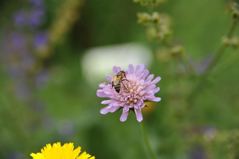 Wiesenkräuter wie die Witwenblume bieten nicht nur Honigbienen, sondern auch Wildinsekten reichhaltige Nahrung. 