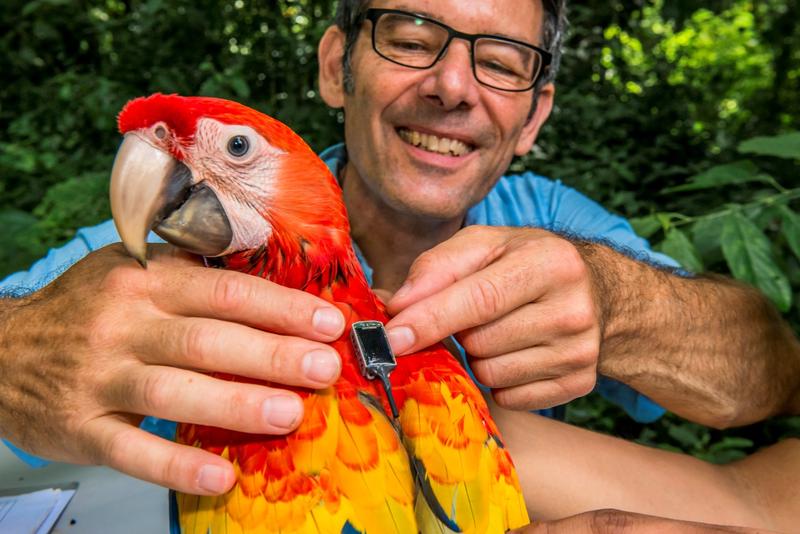  Projektleiter Martin Wikelski  stattet einen Hellroten Ara mit einem nur wenige Gramm wiegenden Icarus-Sender aus. 