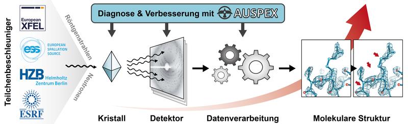 AUSPEX verbessert die Effizienz und die Qualität der Messungen von biologischen Makromolekülen durch neue, innovative Analysemethoden. 