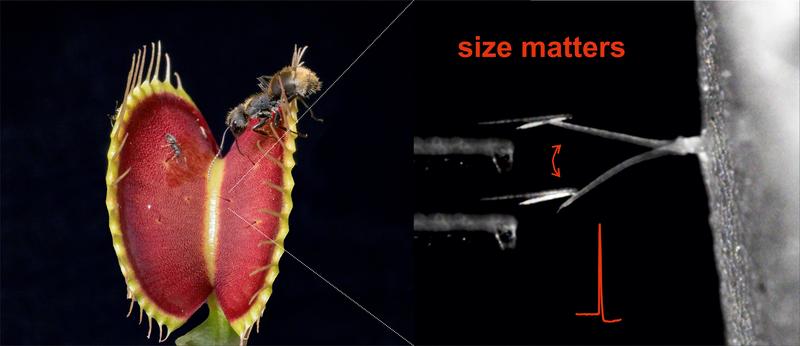 The Venus flytrap recognizes the size of its prey. Insects that are too small (left) are not able to apply the necessary force to stimulate the plant's tactile hairs.