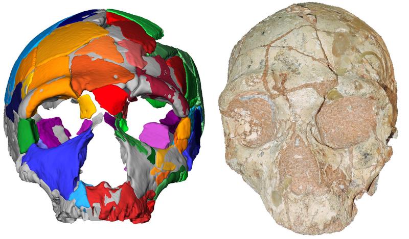 Der Apidima 2 Schädel (rechts) und seine Rekonstruktion (links). Apidima 2 zeigt für Neandertaler charakteristische Merkmale. 