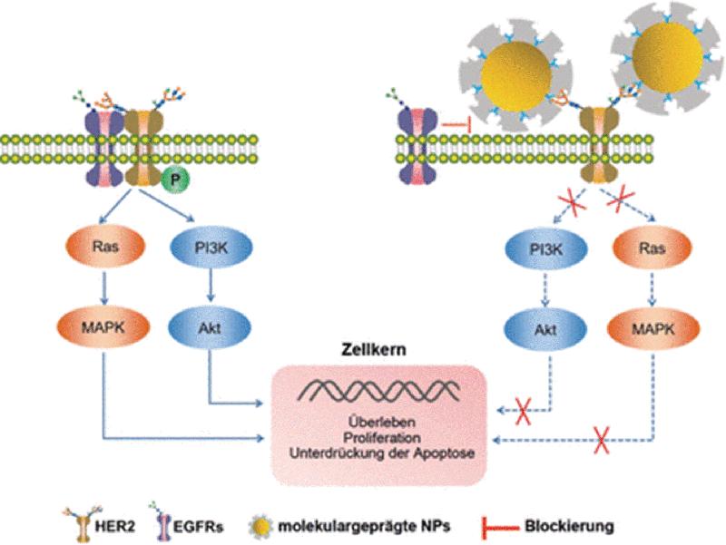 Die selektive Bindung der Nanopartikel an HER2 hemmt deutlich die Vermehrung der Tumorzellen.