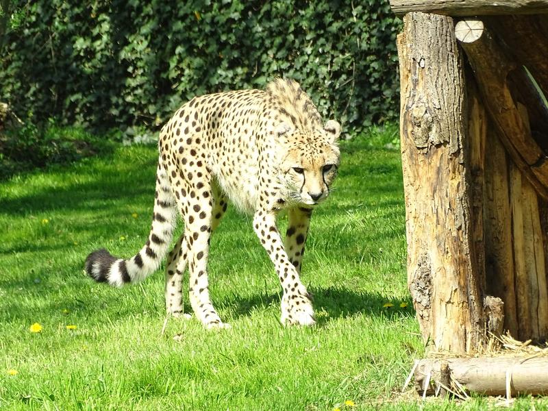 Gepard im Zoo Planckendael