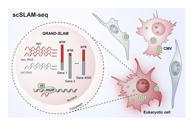 Grafische Darstellung der Einzelzellanalyse mittels scSLAM-seq.