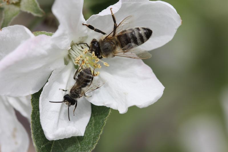 Eine Honigbienenarbeiterin und eine männliche Sandbiene auf einer Apfelblüte