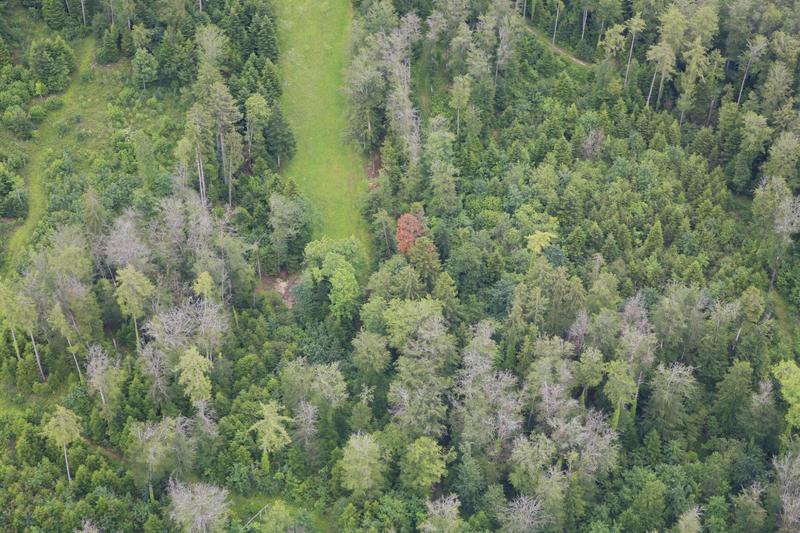 Trockenheitsschäden in einem Mischwald in der Nähe von Porrentruy (JU),  Juni 2019: In der Mitte (rot) eine tote Weisstanne, im Vordergrund abgestorbene Buchen (grau).