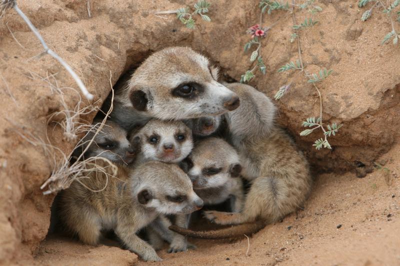 Weibliche Erdmännchen töten den Nachwuchs von Konkurrentinnen in der Gruppe, um sich und ihren eigenen Nachkommen Vorteile zu verschaffen. 