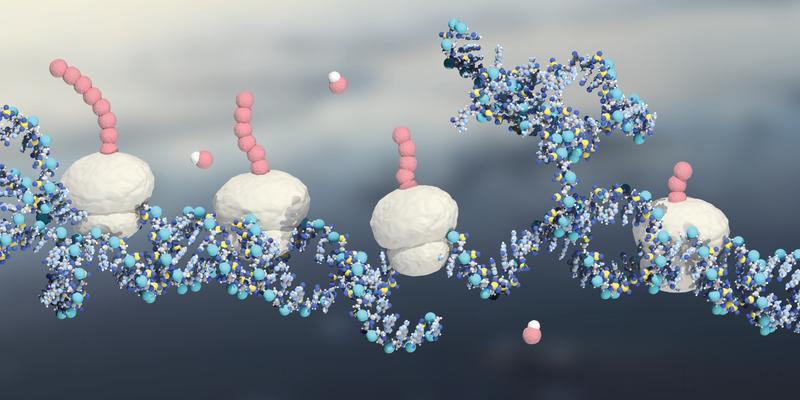 Model of the protein synthesis in the cell: The ribosomes (white) translate the mRNA (blue) into proteins (pink).