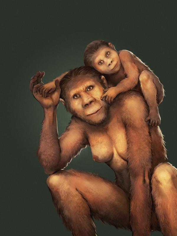 Die Kinder von Australopithecus africanus wurden nach ihrer Geburt etwa 12 Monate gestillt – bei mangelndem Nahrungsangebot auch länger.