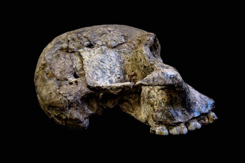 Schädel der ausgestorbenen Vormenschen-Art Australopithecus africanus. 