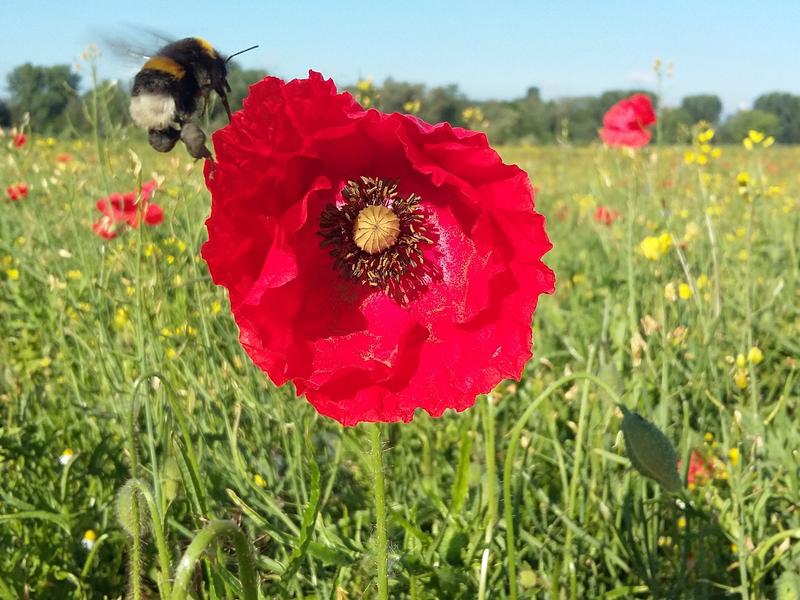 Insekten als Bestäuber sind auf ein vielfältiges Blütenangebot angewiesen, das über das Jahr verfügbar ist. Ein solcher Anblick ist in unserer Agrarlandschaft selten geworden. 