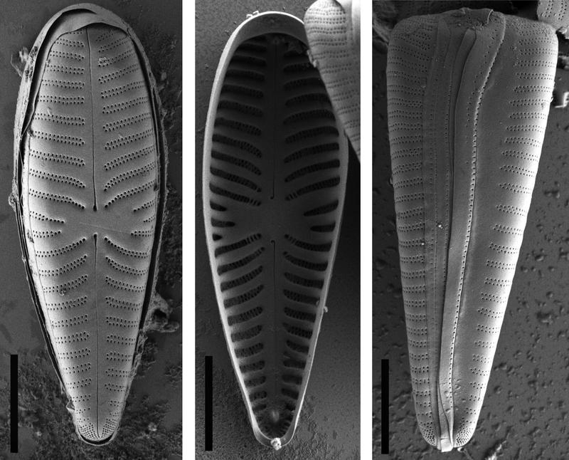 Präparierte Schalen der Kieselalge Gomphonella olivacea im Rasterelektronenmikroskop. Links: Außenansicht; Mitte: Innenansicht; Rechts: Seitenansicht. Maßstab: 10µm = 0,01 mm. 