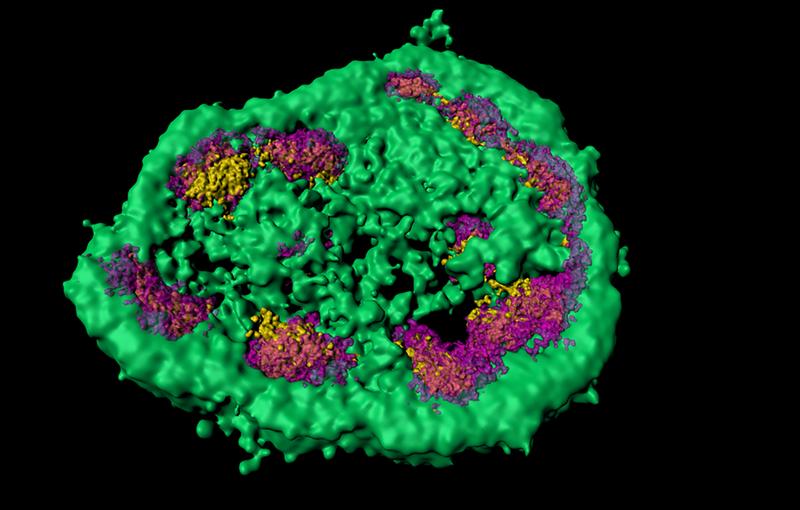 Super-resolution microscopy shows that the nucleolus consists of different membrane-less zones (here marked green, magenta and yellow). Misfolded proteins are temporarily stored in the green area.