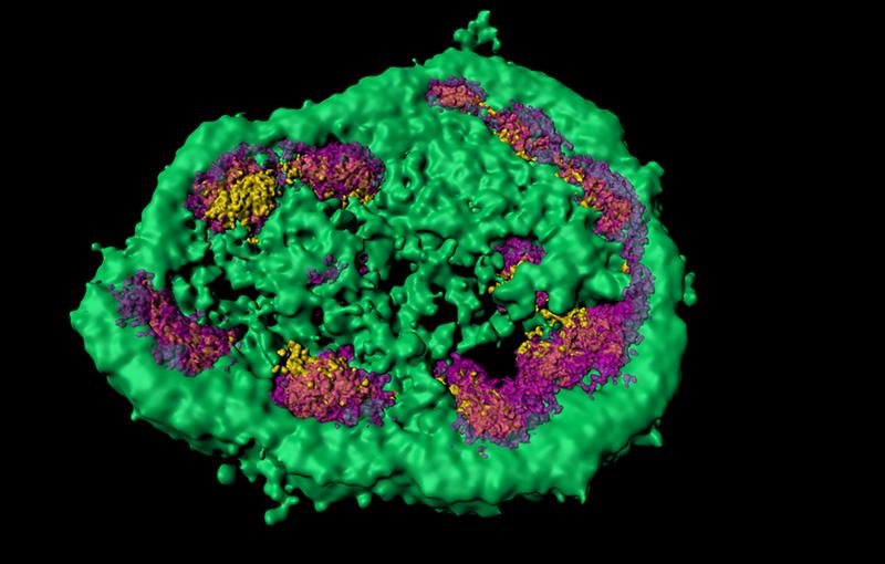 Superauflösende Lichtmikroskopie zeigt, dass der Nukleolus aus verschiedenen membranlosen Zonen besteht (hier: grün, magenta und gelb). Fehlgefaltete Protein lagern vorübergehend im grünen Bereich.