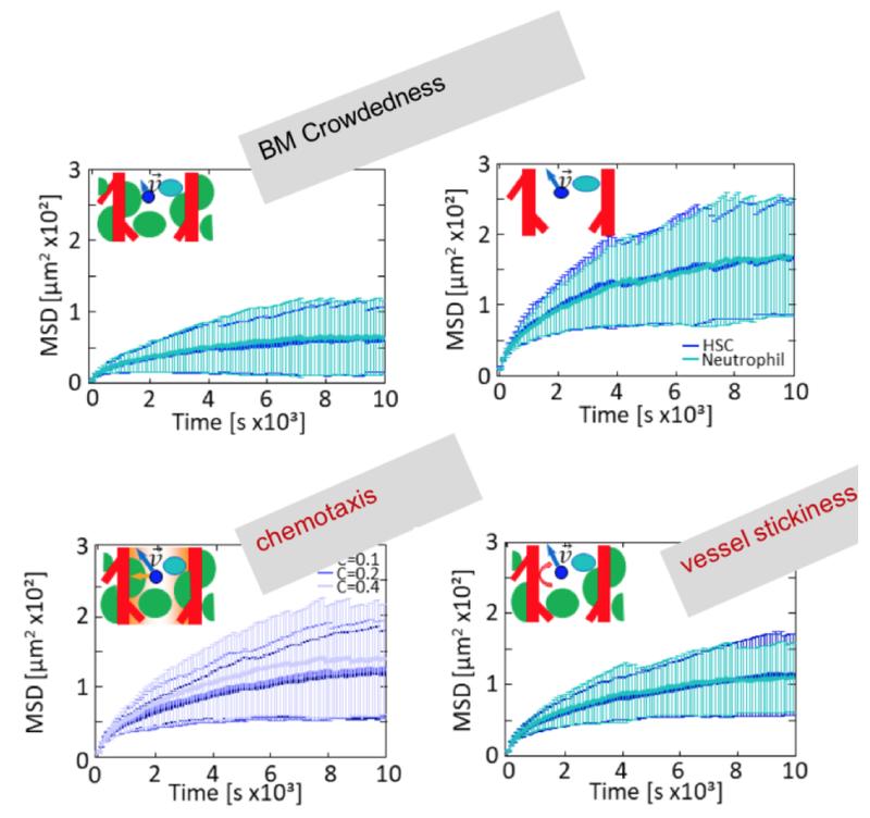 Fig 2: Simulation of cell migration in bone marrow with adjustable parameters as indicated.